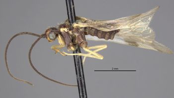 Media type: image;   Entomology 1670 Aspect: habitus lateral view